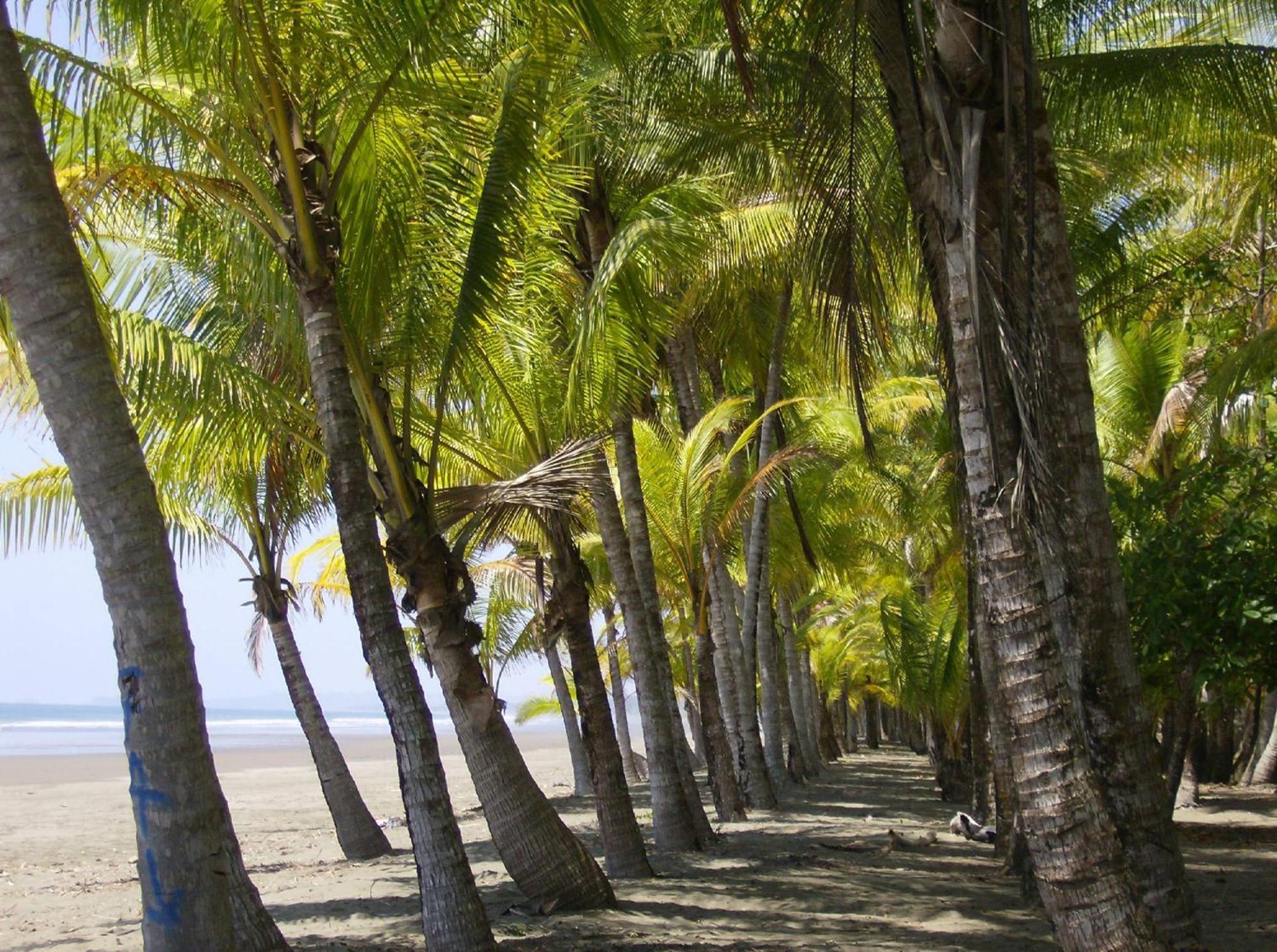 La Palapa Ecolodge Portalón Exteriör bild